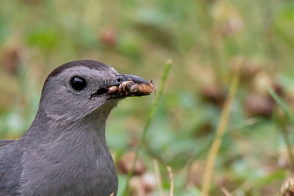 gray catbird with breakfast by TonySprezzatura is licensed under CC BY-NC-SA 2.0